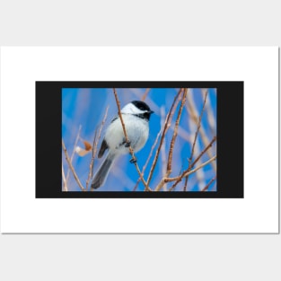 Little Chickadee Posters and Art